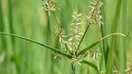 فوائد نبات السعد (Cyperus Rotundus)